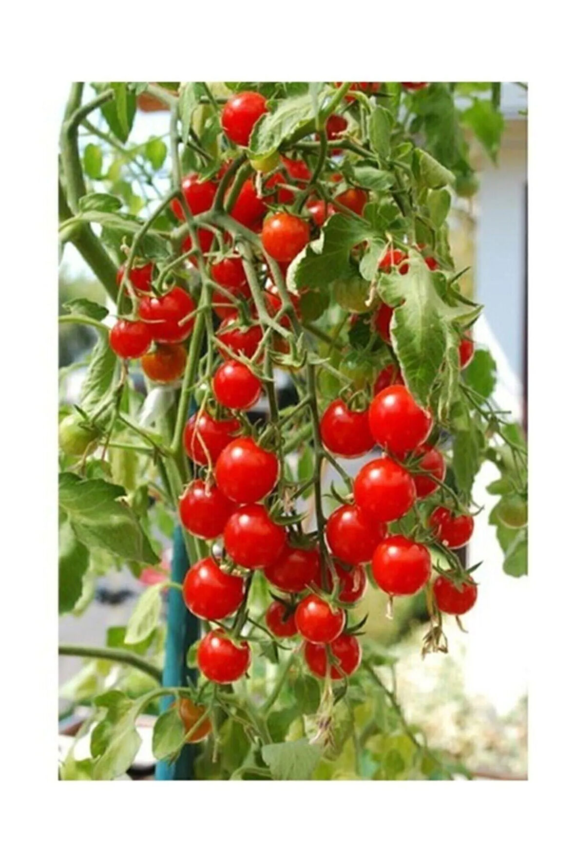 Domates Tohumu Salkım Domates 50 Adet Organik Tohum