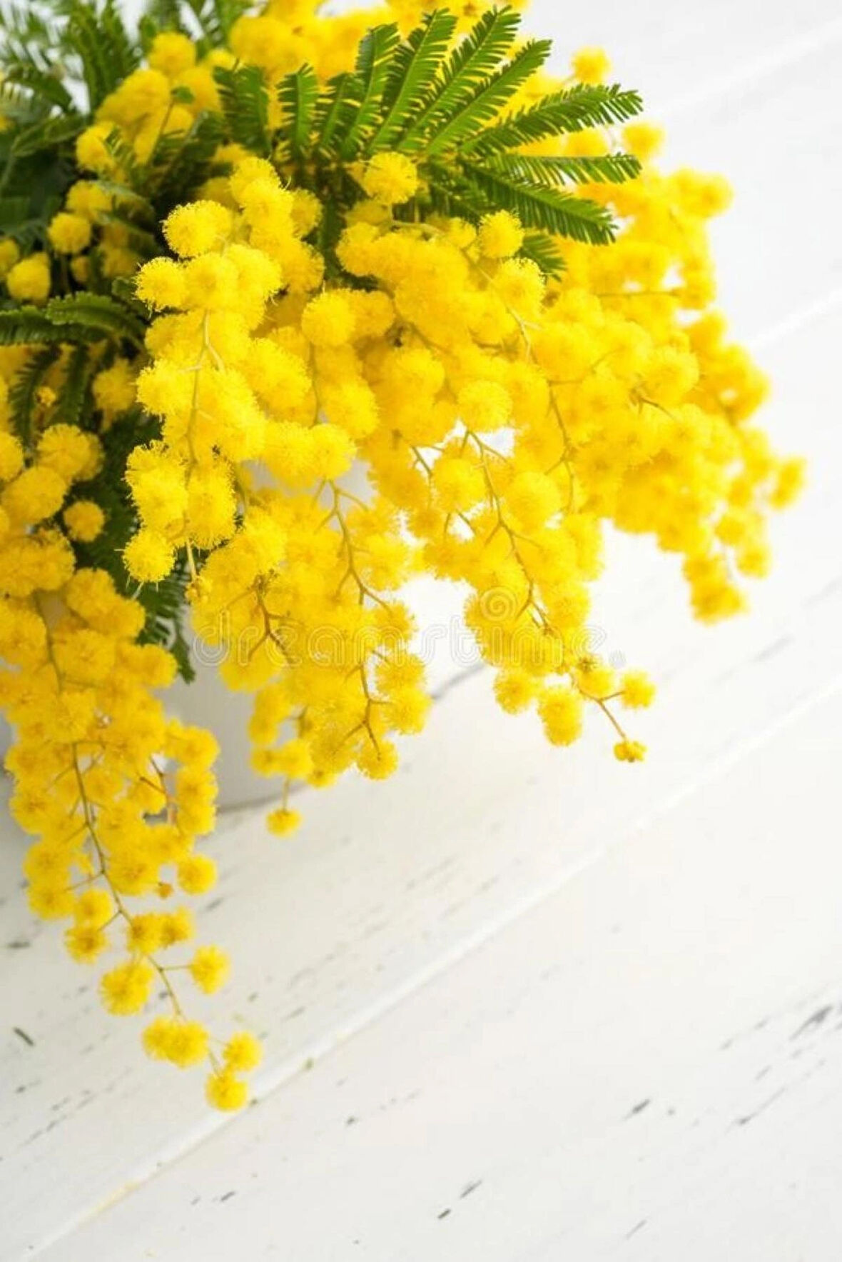 Sarı Mimoza Fidanı - Acacia dealbata - Güneş Sever Çalı Bitkisi - Bahçenize Renk Katın 2 yaş tüplü