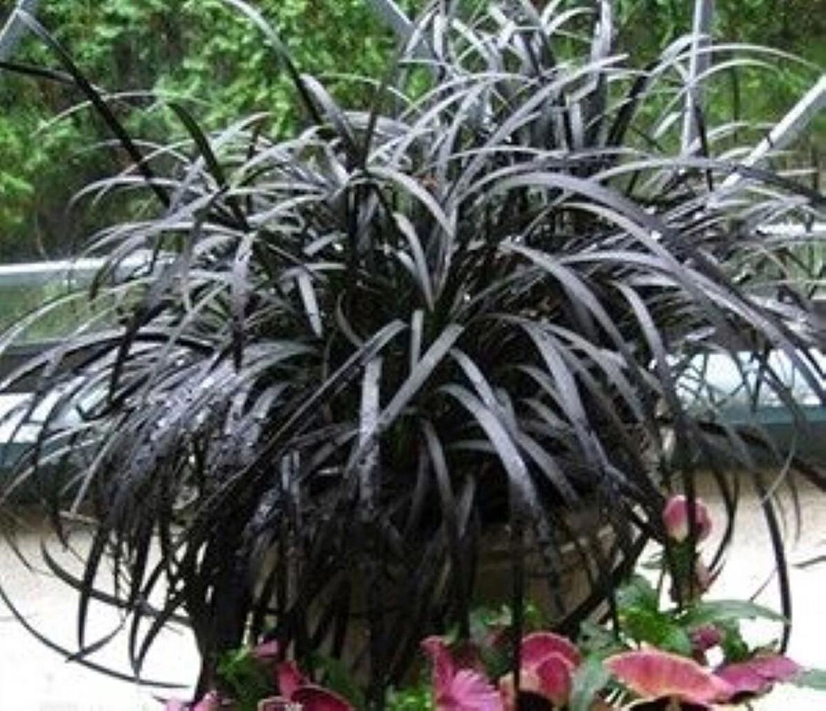 Siyah Osmanlı çimi [Ophiopogon Nigrescens] fidanı 1-2 yaş arası saksılı