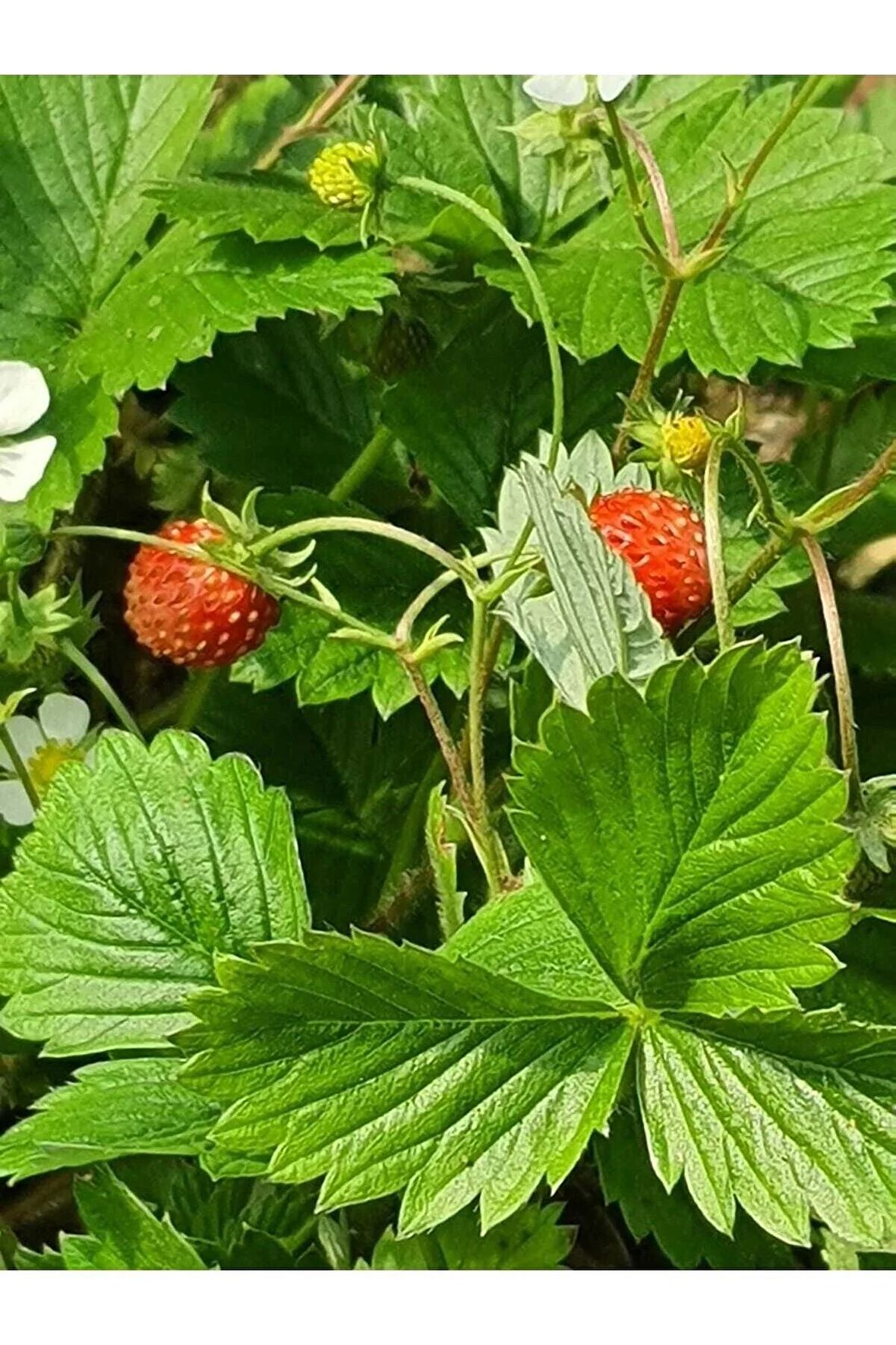 Dağ Çileği Hanifta Cennet Meyvesi Karadeniz 5 Kök Topraklı Küçük Kokulu Aromalı Orman Yabani Doğal