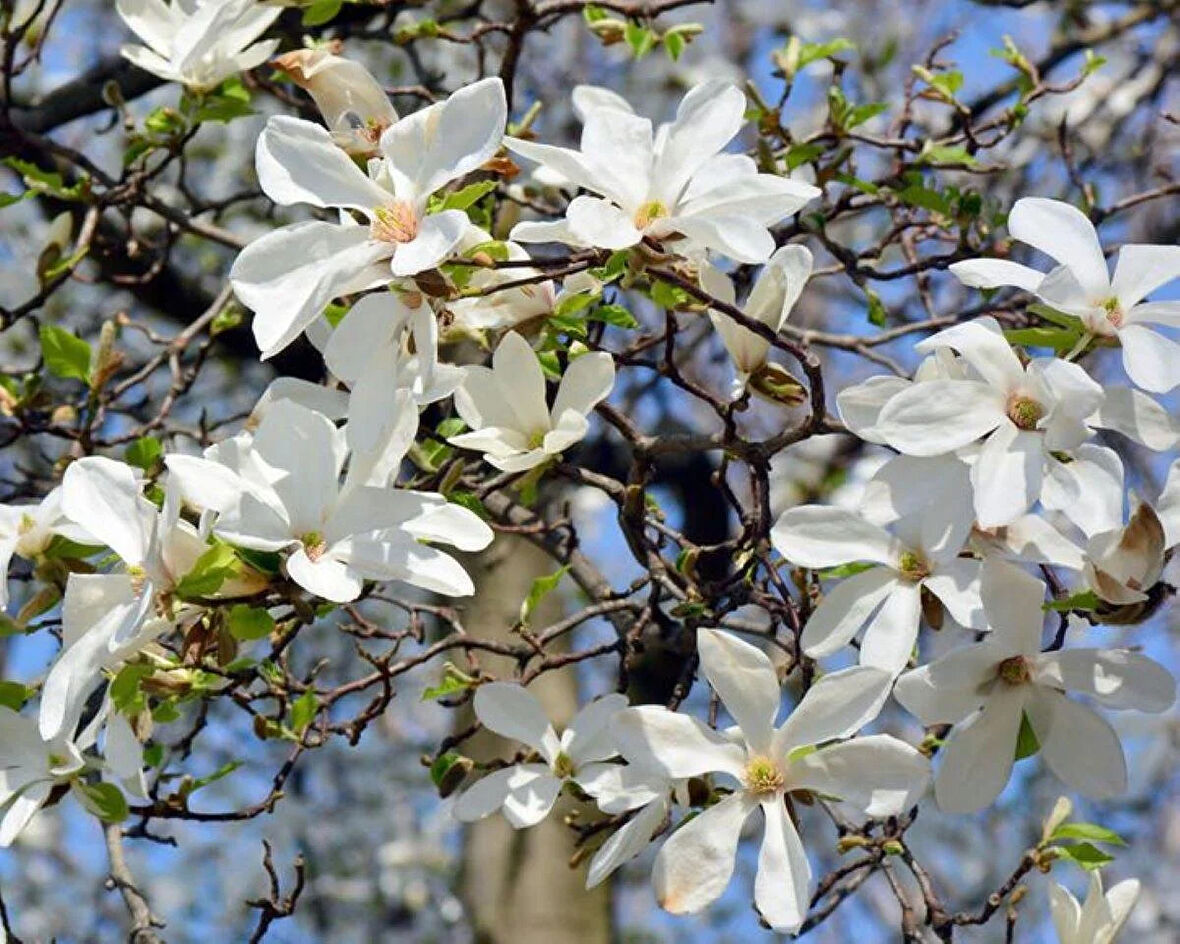 "Yaprak Döken Manolya (Magnolia) - Göz Alıcı Çiçekler ve Kolay Bakım"