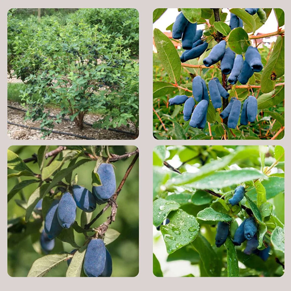 "1 Yaşında Bal yemiş (Myrica cerifera) Fidanı - Besleyici ve Aromatik Meyvelerle Bahçenizi Süsleyin"3 adet