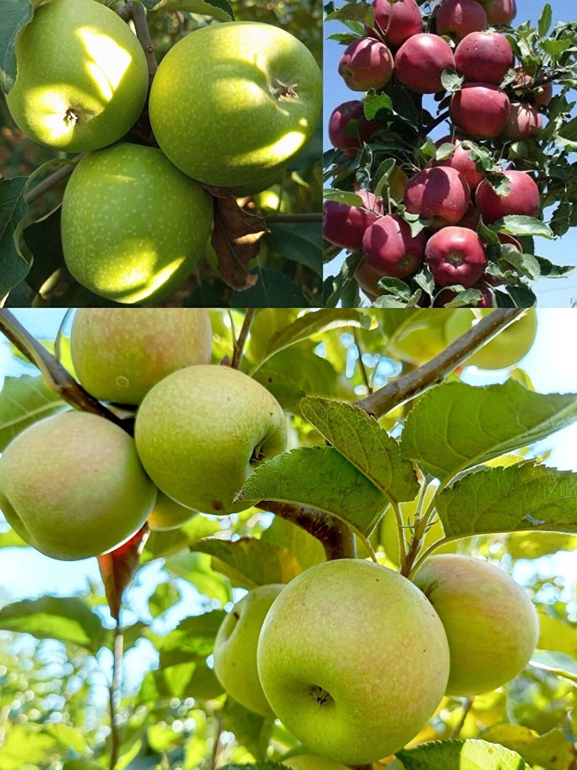 3 lü elma fidanı paketi(scarlet-golden-granny)3 yaşlı 120-150cm 