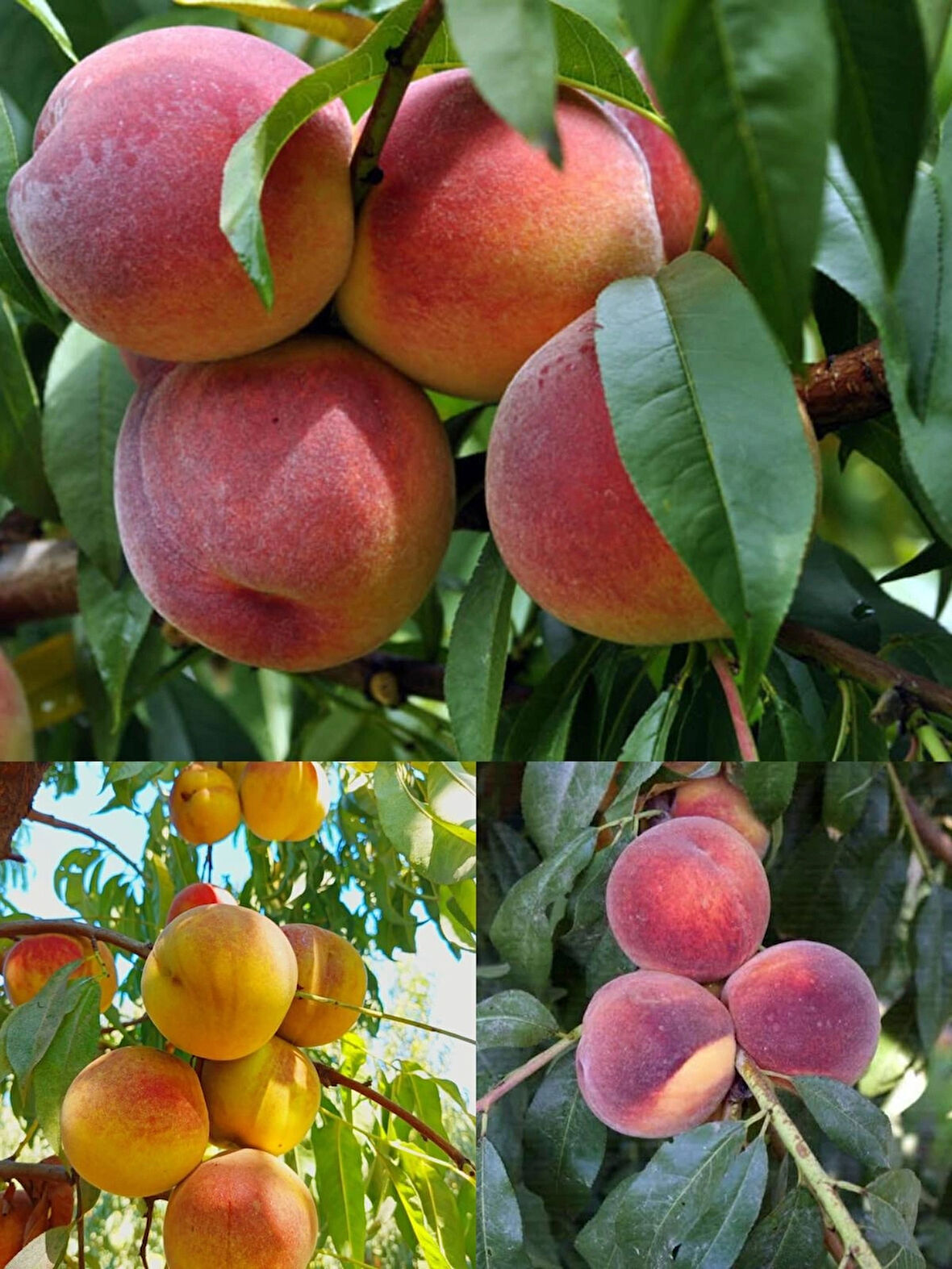 3 lü şeftali fıdanı paketi(erkenci-orta-geç) 3 çeşitten oluşmaktadır 3 yaşlı 120-150cm