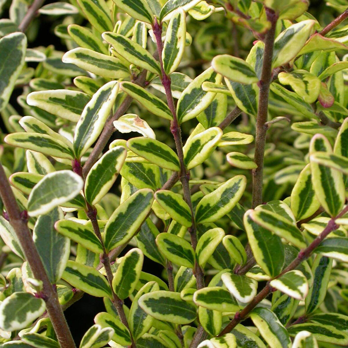 Yayılıcı - Yer Örtücü Hanımeli 'Lonicera Lemon Beauty' 20'li  Set