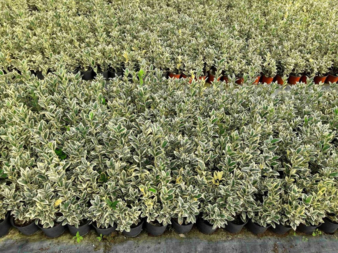 Bravo Taflan Euonymus Japonica Bravo 10 Adet