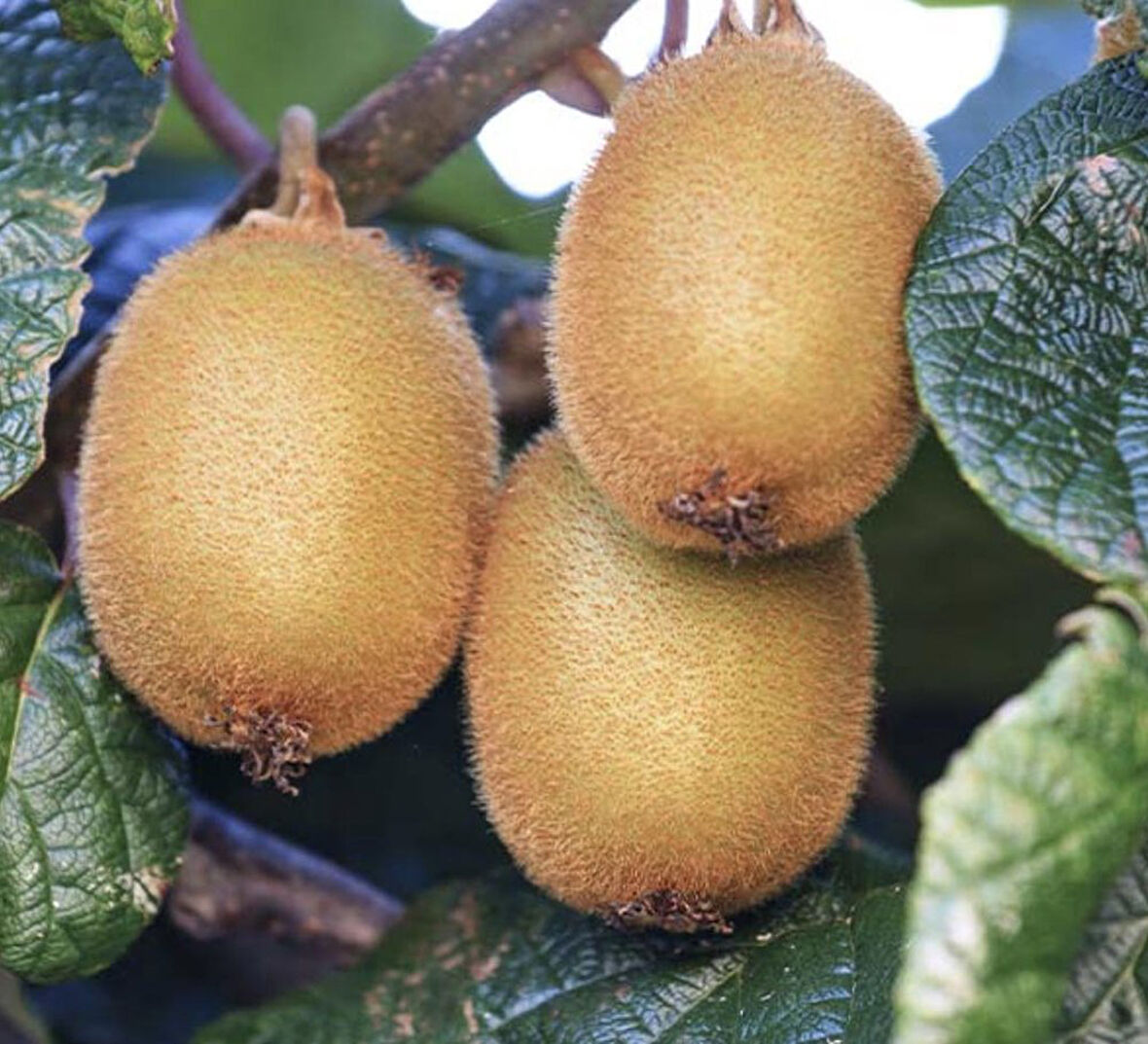 10'lu Hayward Kivi Fidanı 1 Erkek + 9 Dişi