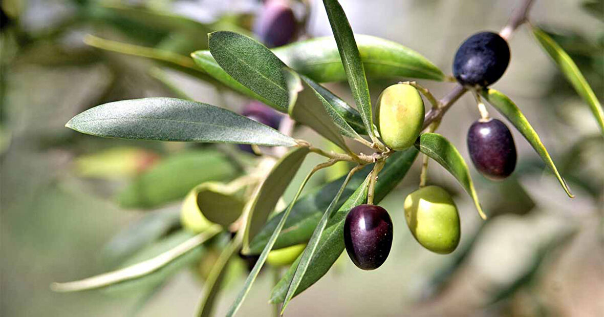 Gemlik - Trilye Zeytin Fidanı Tüplü ve Aşılı 3 Yaş 2 Adet