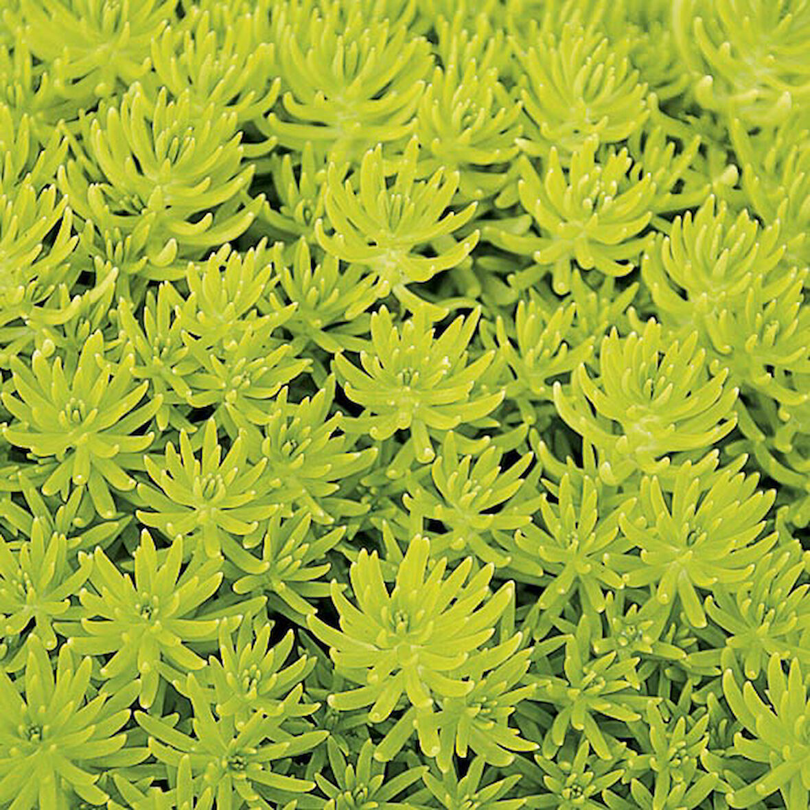Sarı Sedum - Stonecrop Askılı Saksıda 2 Adet