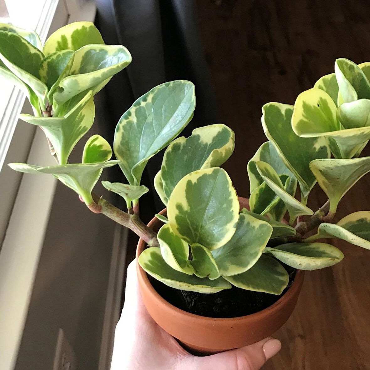 Peperomia optusifolia Saksılı Hediyelik Bitki