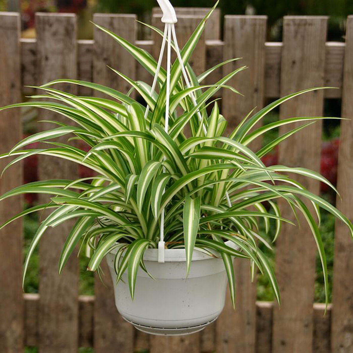 Kurdele Çiçeği – Chlorophytum comosum 20 Adet