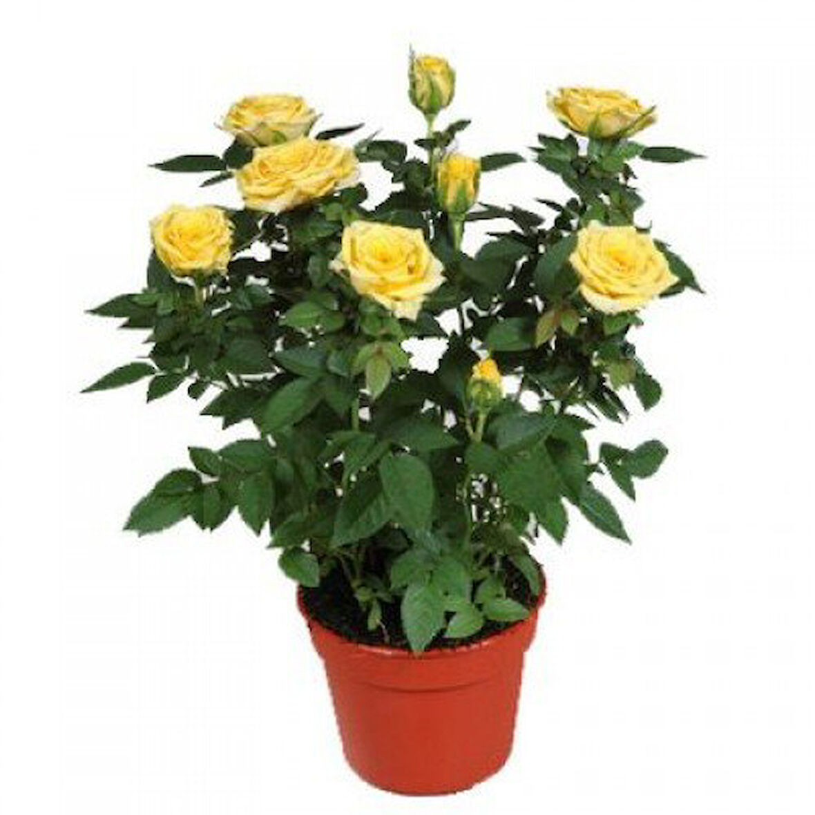 Yediveren Saksılı Sarı Gül – 20-30 cm 3 Adet