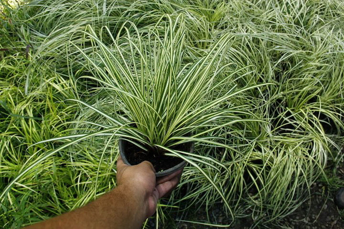 CAREX EVERGOLD 30 ADET - ÇOK YILLIK OTSU BİTKİ