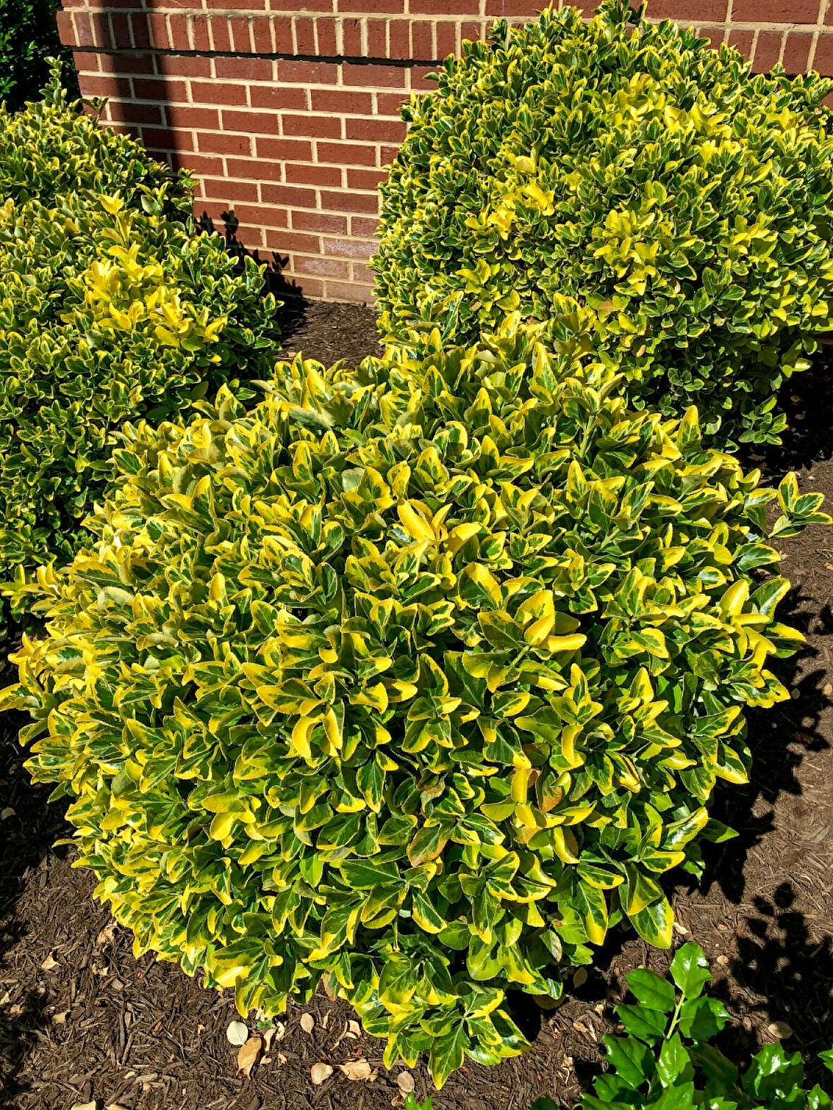 Gold Taflan (Euonymus Japonica Aurea)  Büyük Boy  40 - 50 cm 10 Adet