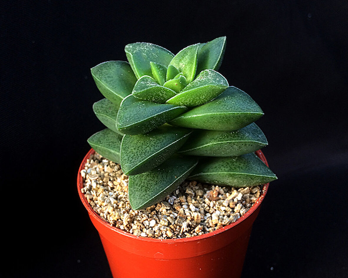 Crassula Springtime 20 Adet