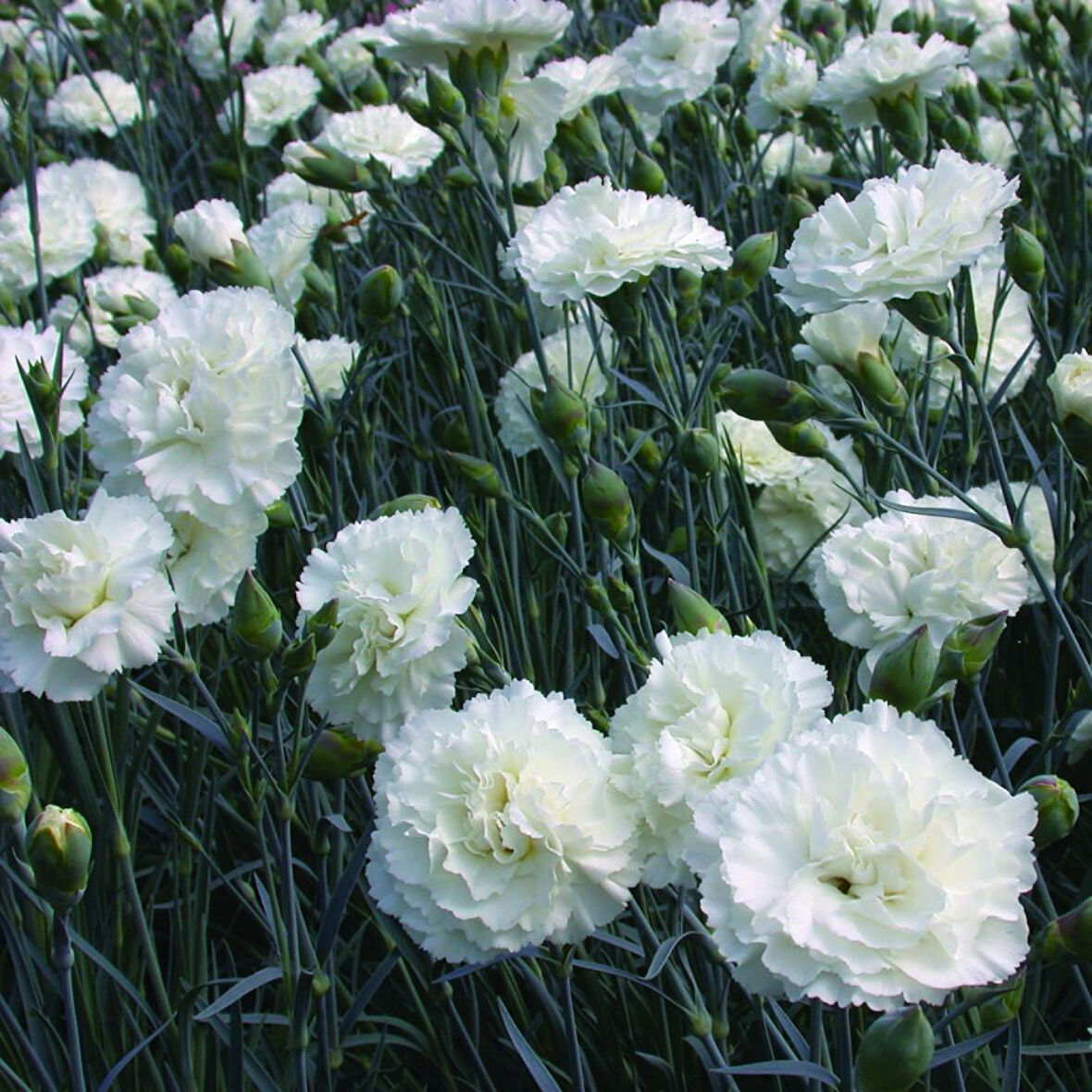 Çin Karanfili – Dianthus sinensis - Beyaz 10 Adet