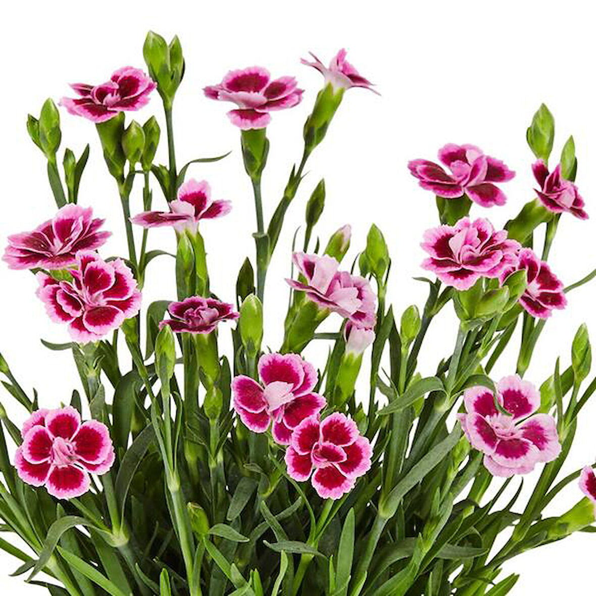 Çin Karanfili – Dianthus sinensis – Pembe  10 Adet