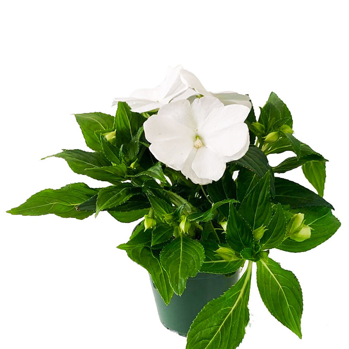 Cam Güzeli Çiçeği -İmpatiens walleriana - Beyaz  5 Adet