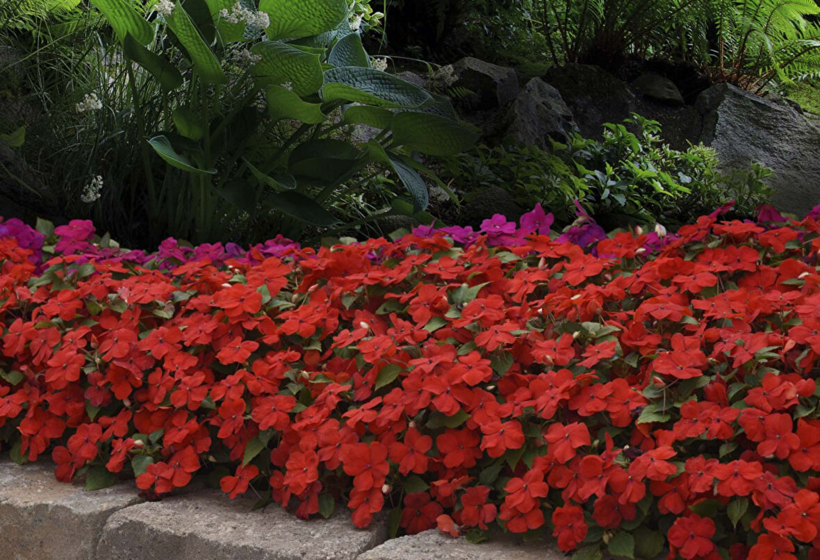 Cam Güzeli Çiçeği -İmpatiens walleriana - Kırmızı 10 Adet