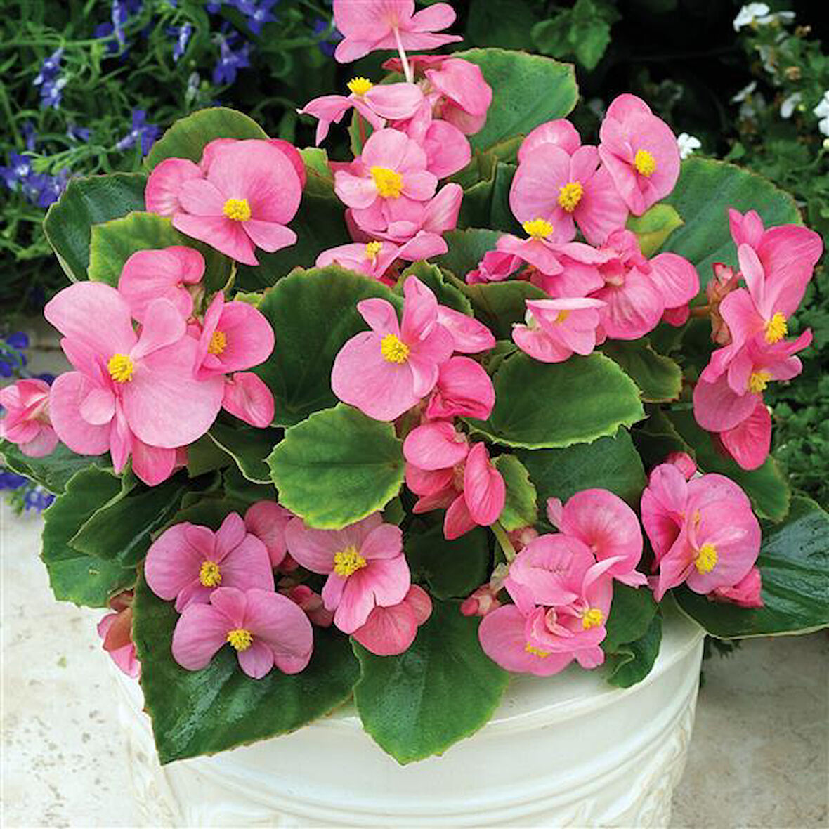 Begonya – Begonia Pembe Renk 50 Adet