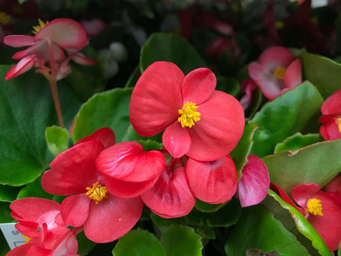Begonya – Begonia Kırmızı Renk 10 Adet