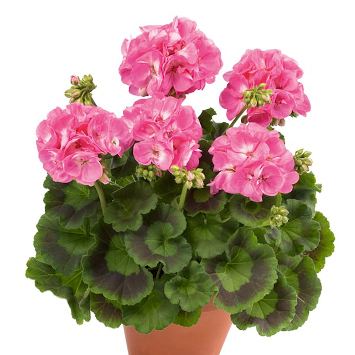 Sardunya Çiçeği Pembe Renk 10 Adet