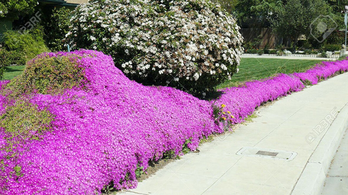 Acem Halısı Yer Örtücü- Yayılıcı Bitki 40 Adet