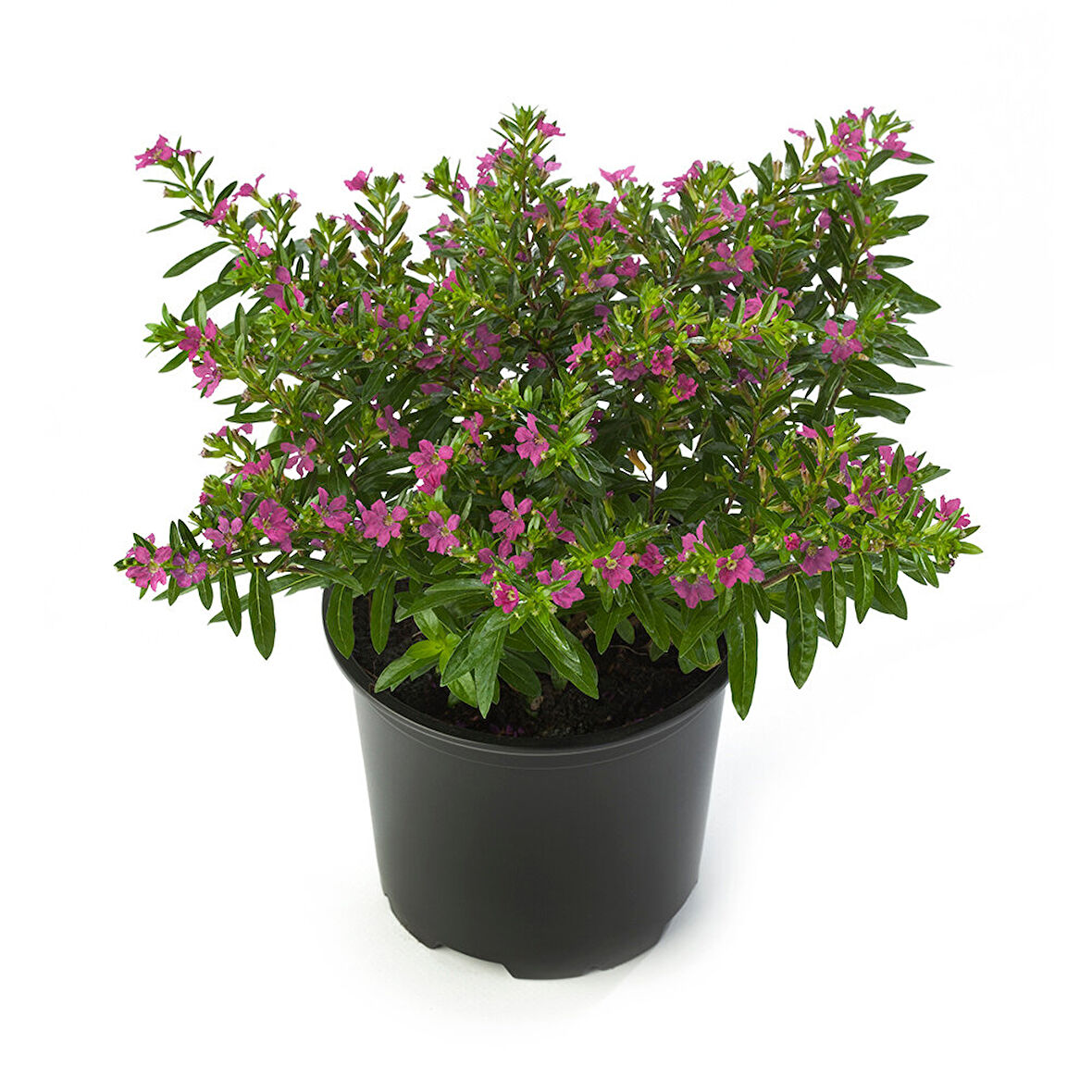 Kufeya - Cennet Çiçeği Mix Pembe-Beyaz 100 Adet