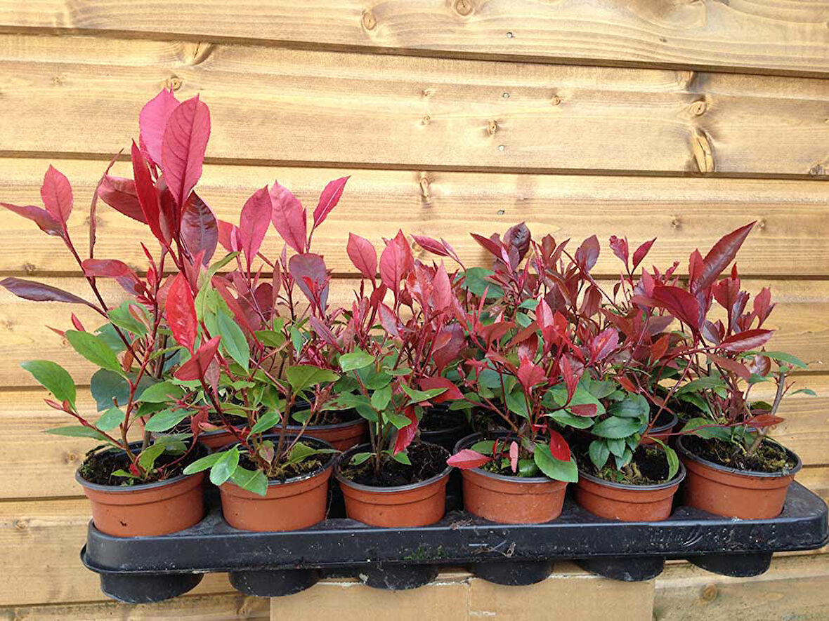 Bodur Alev Çalısı Photinia Red Nana 50 Adet
