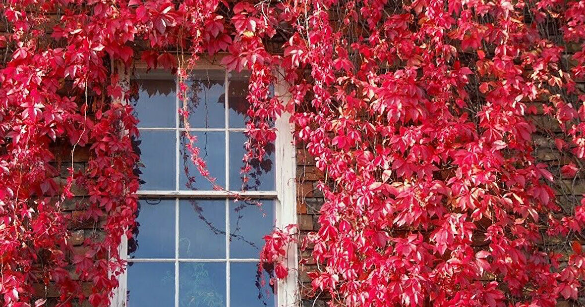 Amerikan Sarmaşığı (Parthenocissus Quinquefolia) 5 Adet