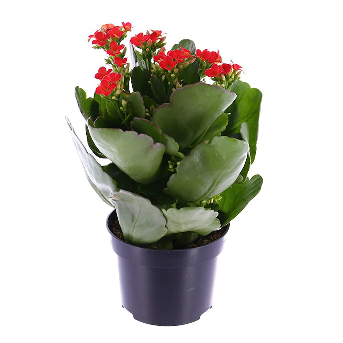 Kalanşo Çiçeği – Kalanchoe 10 Adet Kırmızı