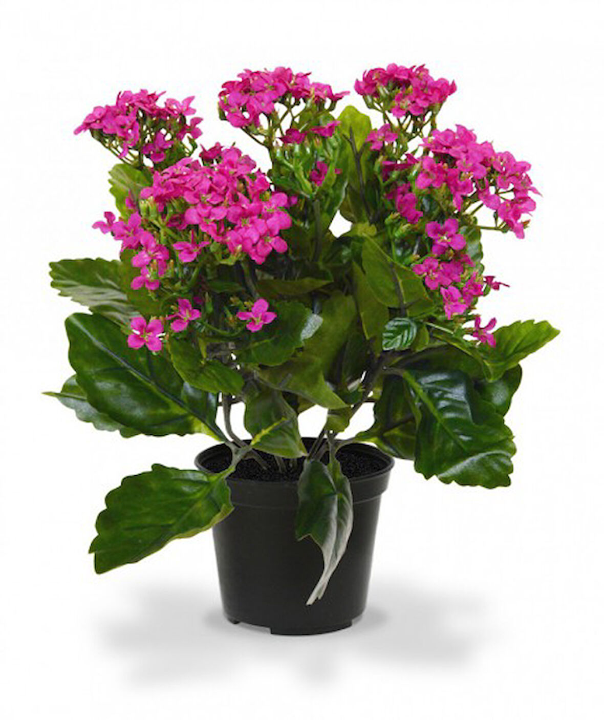 Kalanşo Çiçeği – Kalanchoe 10 Adet Pembe