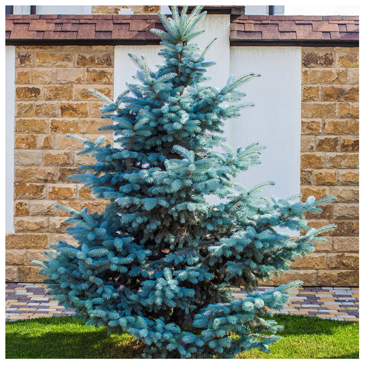 Mavi Ladin (Picea Pungens Glauca) 3 Adet 100 cm