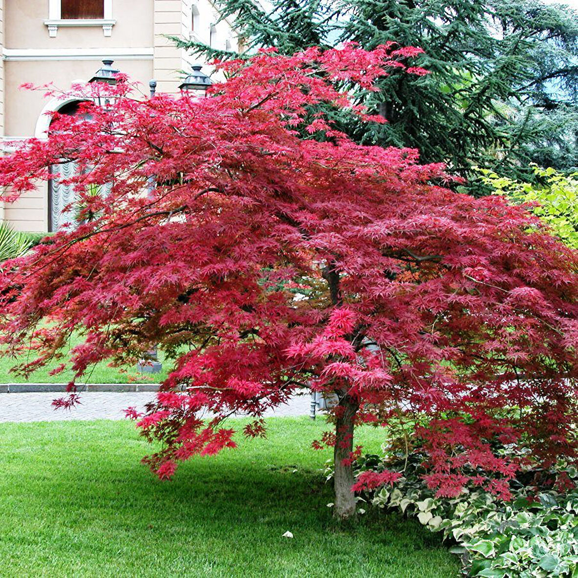 Kırmızı Yapraklı Japon Akçaağaç Acer Palmatum Atropurpureum 2 Adet