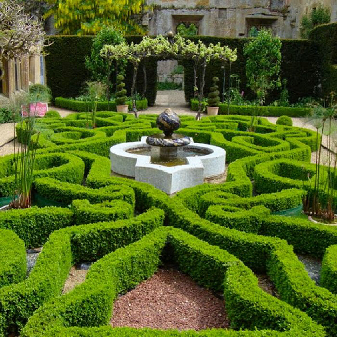 Şimşir Çit Bitkisi Buxus Sempervirens Rotundifolia