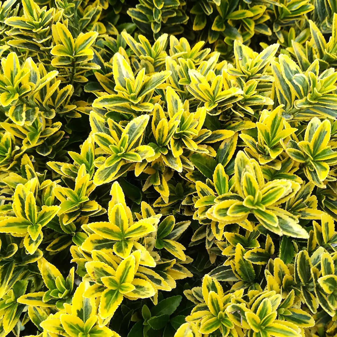 Altuni Çıtır Taflan - Euonymus Microphyllus Pulchellus Aureus (Celastraceae) 3 Adet