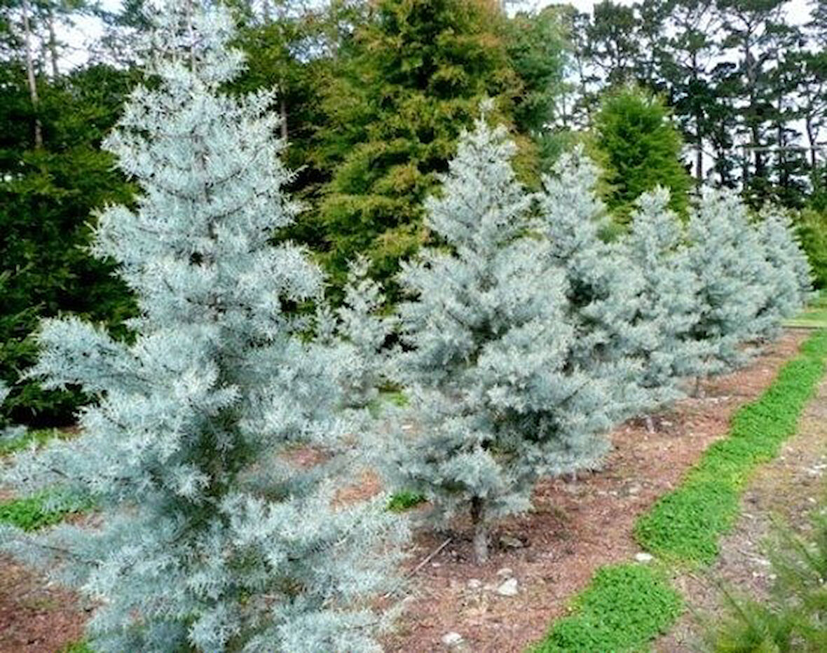 Mavi Servi Ağacı Cupressus Arizonica 5 Adet