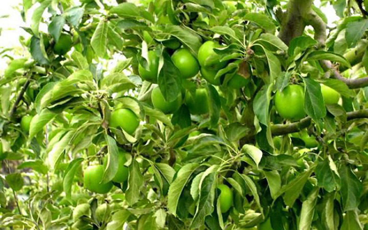 Granny Smith Elma Fidanı 5 Adet