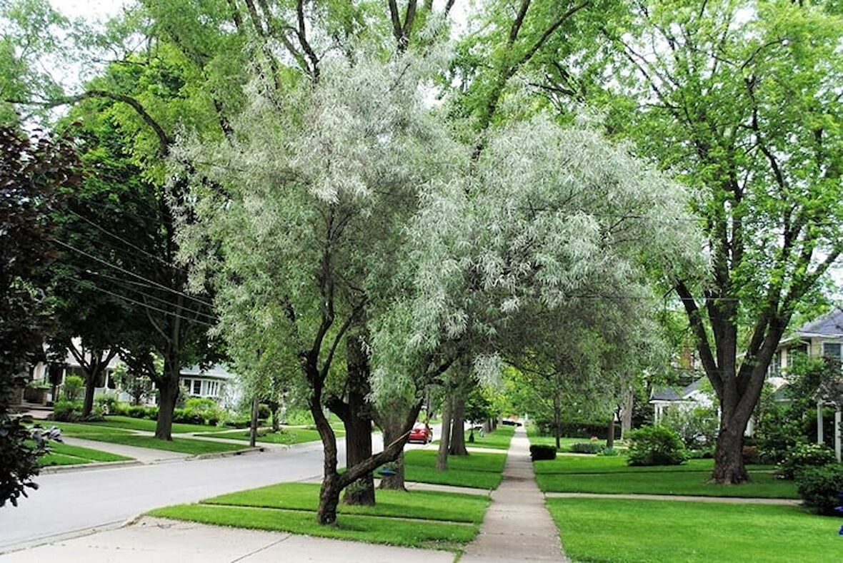 Anadolu İğde Fidanı Elaeagnus Angustifolia 10 Adet