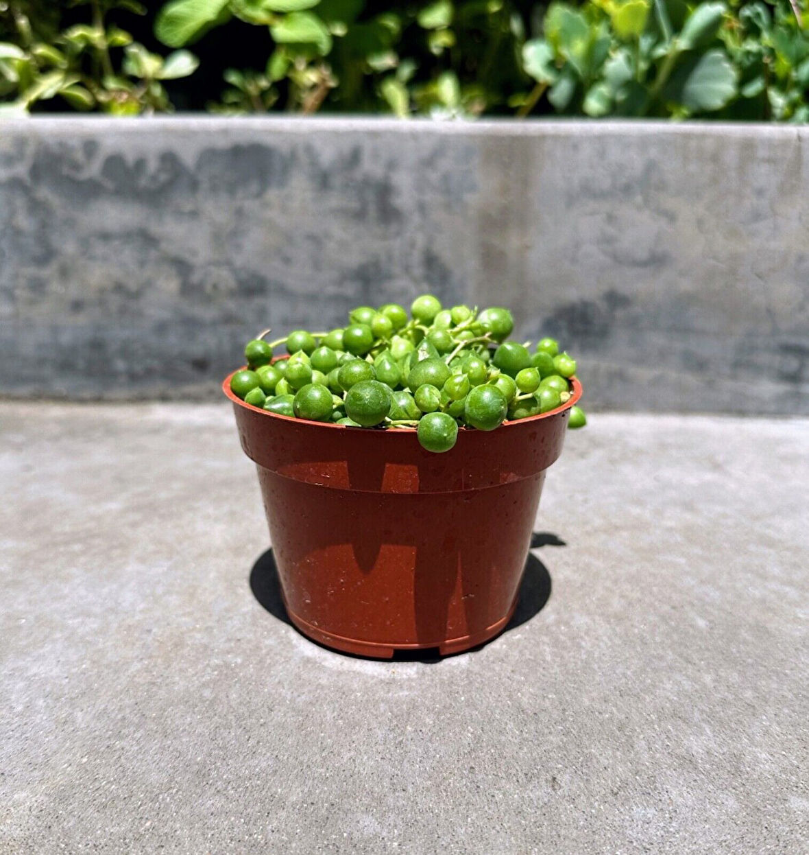 Tespih Çiçeği Senecio Rowleyanus  5 Adet
