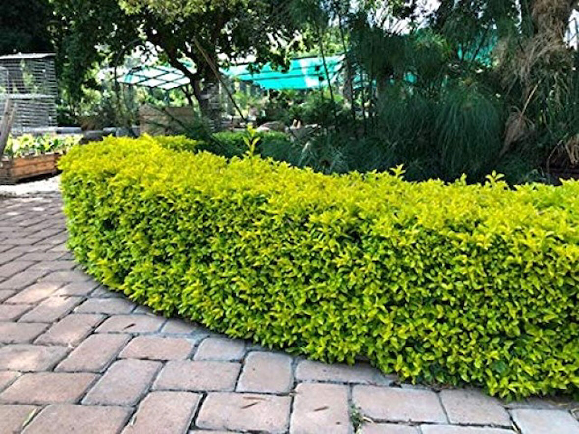 Gold Taflan (Euonymus Japonica Aurea) Canlı Çit Bitkisi