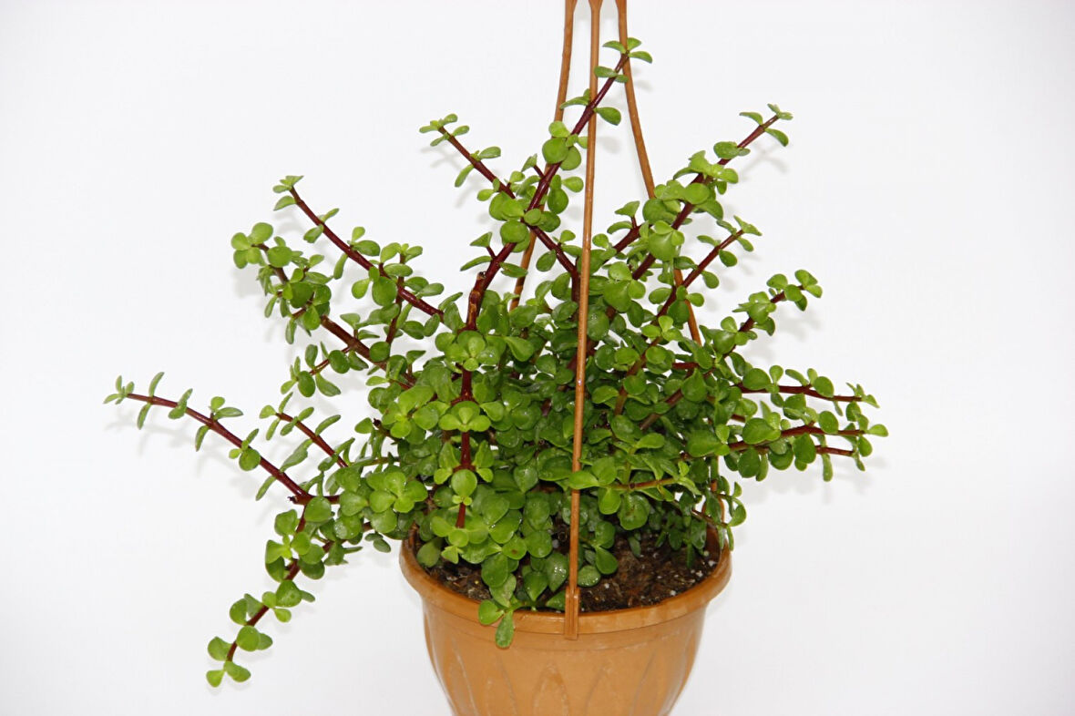 Yeşim Ağacı Crassula Portulacaria  Askılı Saksı 2 Adet