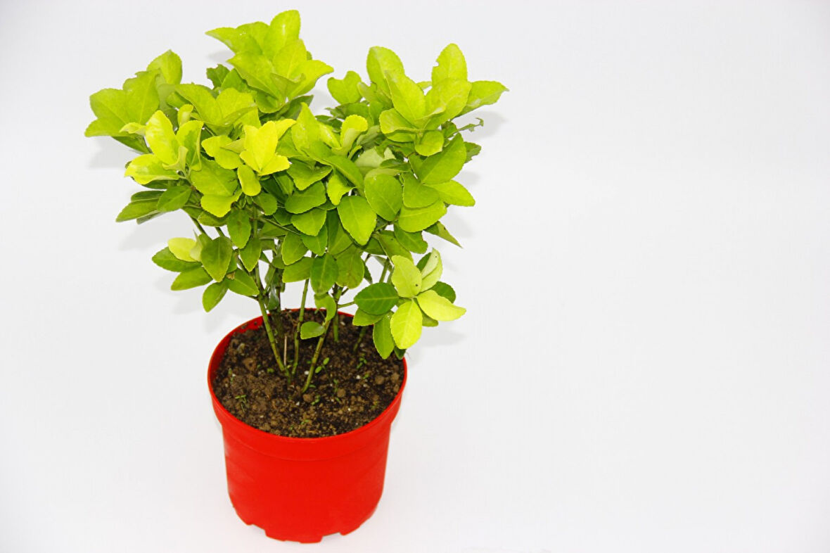 Kırmızı Saksıda Gold Taflan Euonymus 3 Adet