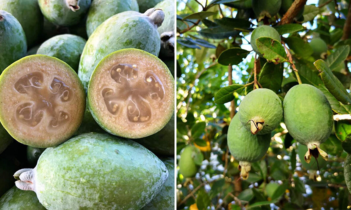 Feijoa Kaymak Ağacı Fidanı 3 Yaş 5 Adet