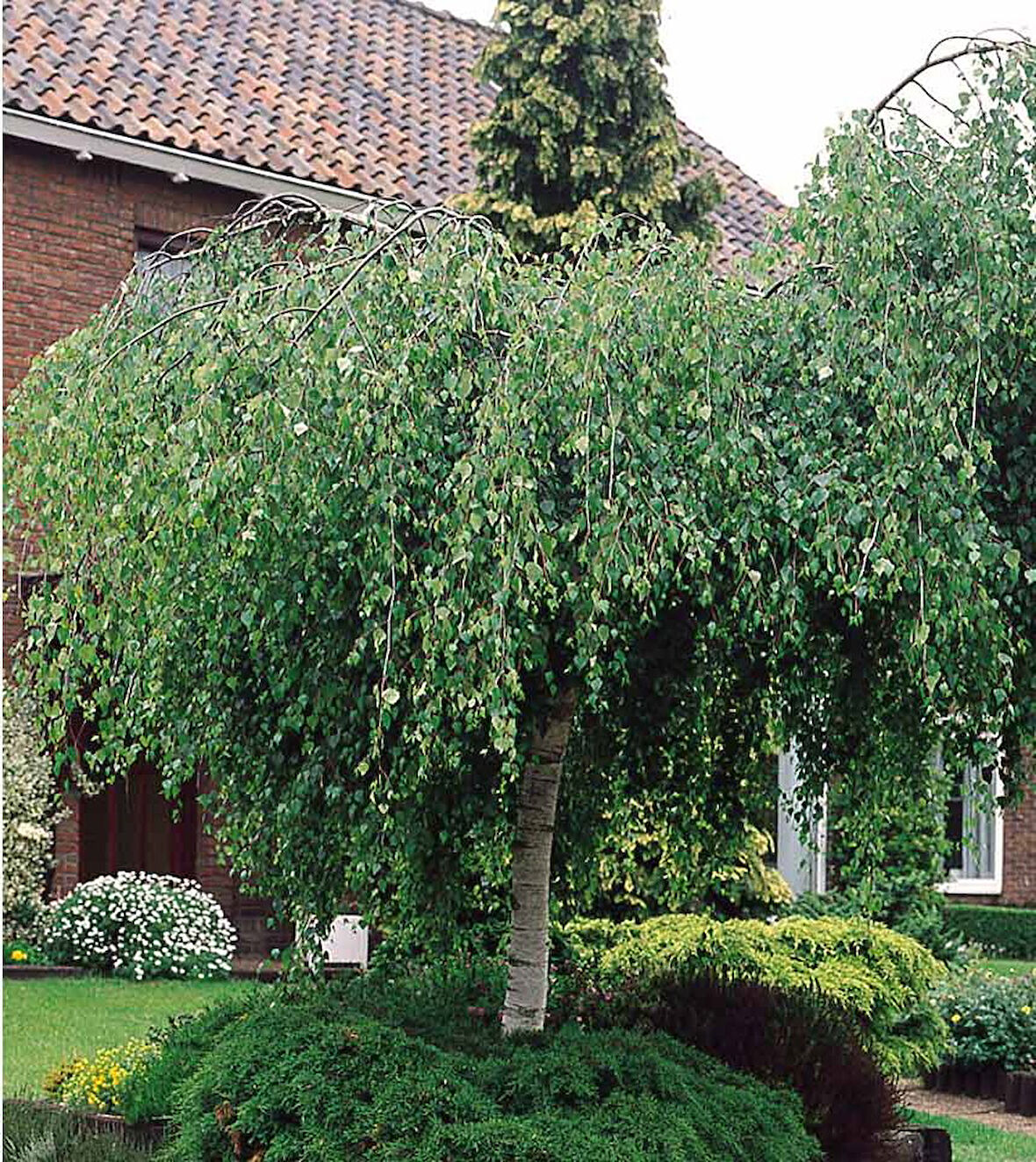 Huş Ağacı Betula Pendula 10 Adet