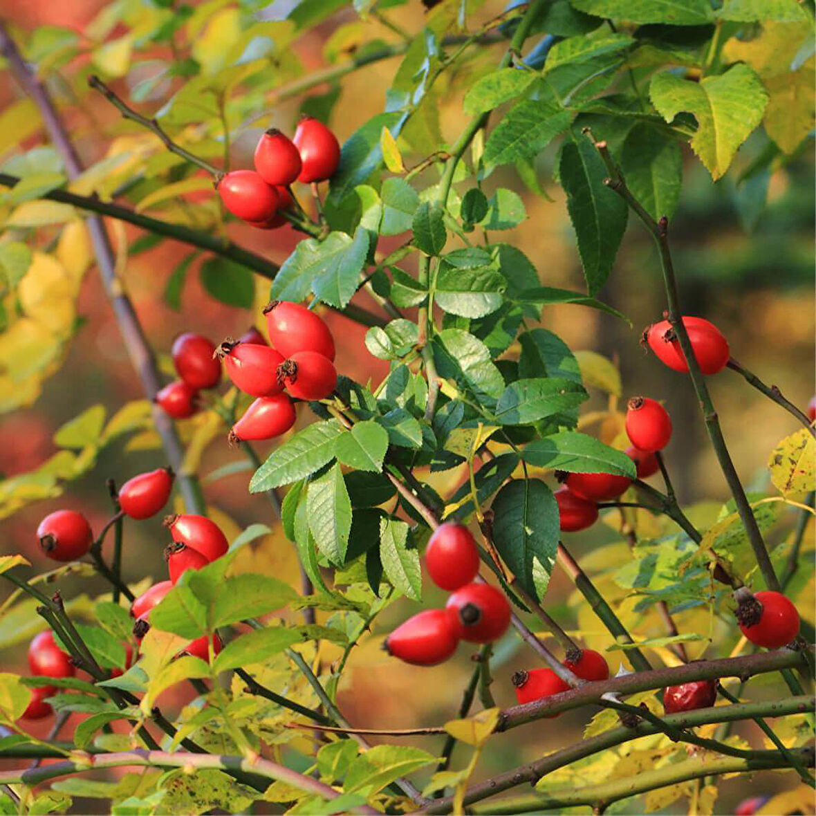 Kuşburnu Fidanı Rosa Canina 3 Adet