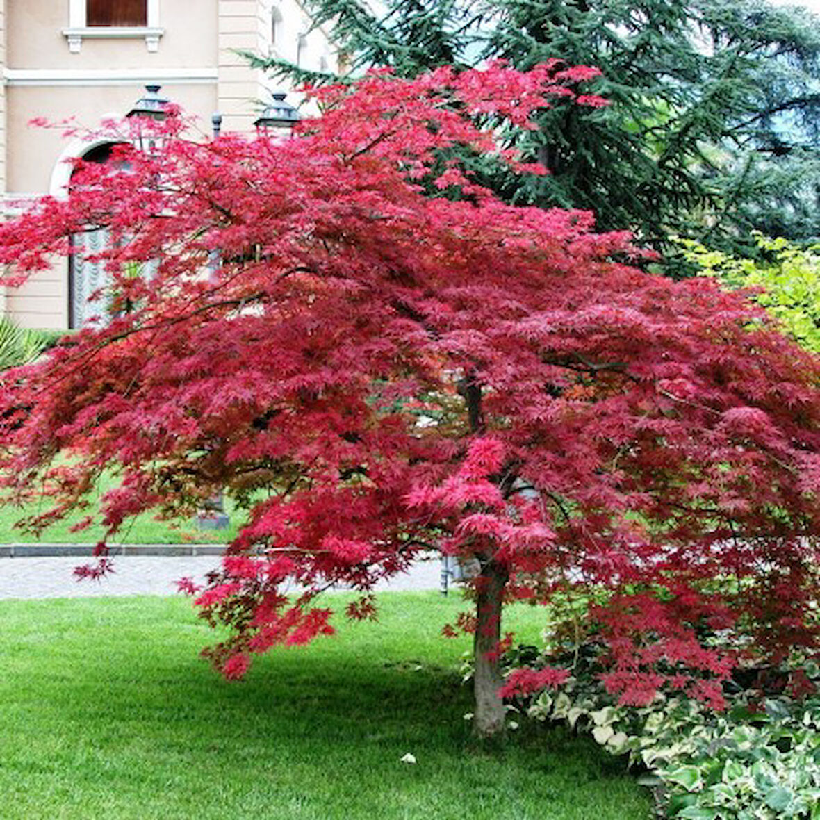 Kırmızı Yapraklı Japon Akçaağaç Acer Palmatum Atropurpureum 10 Adet