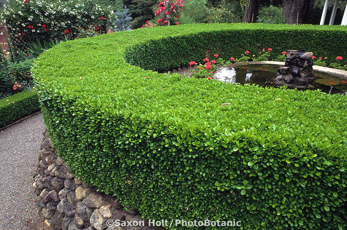 Şimşir Fidanı Buxus Sempervirens Rotundifolia 5 Adet