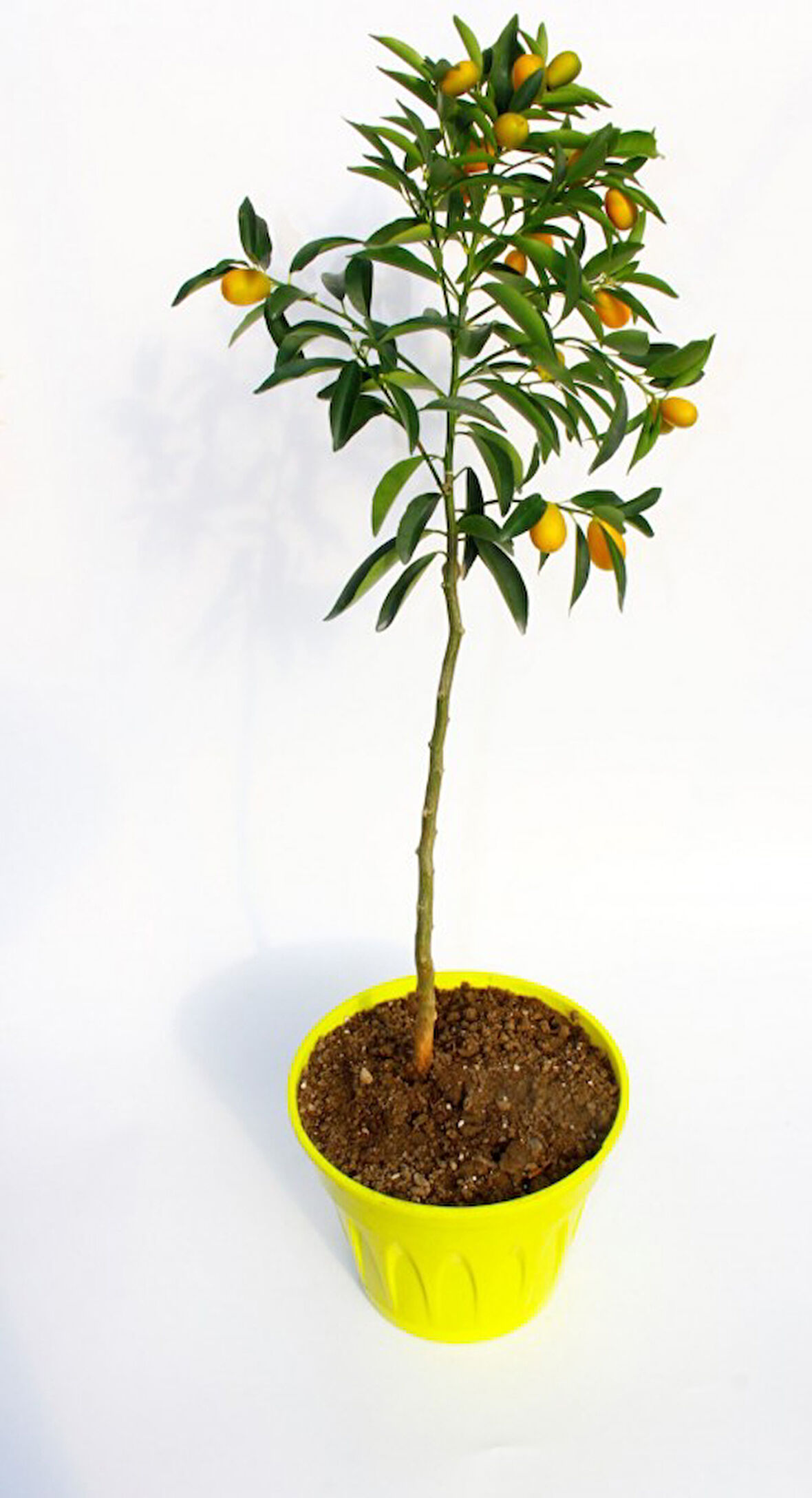 Sarı Saksıda Kumkuat Fidanı 3 Adet