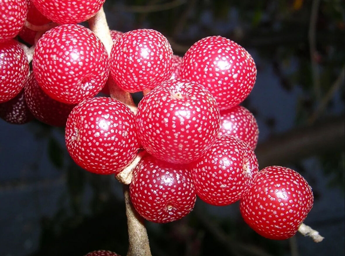 Japon İğdesi, Güz Zeytini veya Güz Yemişi (Elaeagnus Umbellata) 10 Adet